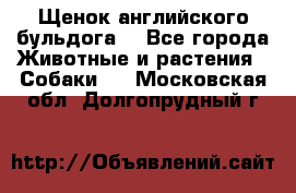 Щенок английского бульдога  - Все города Животные и растения » Собаки   . Московская обл.,Долгопрудный г.
